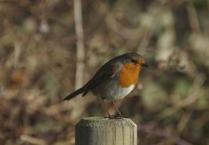 Robin in West Norwood Cemetery
