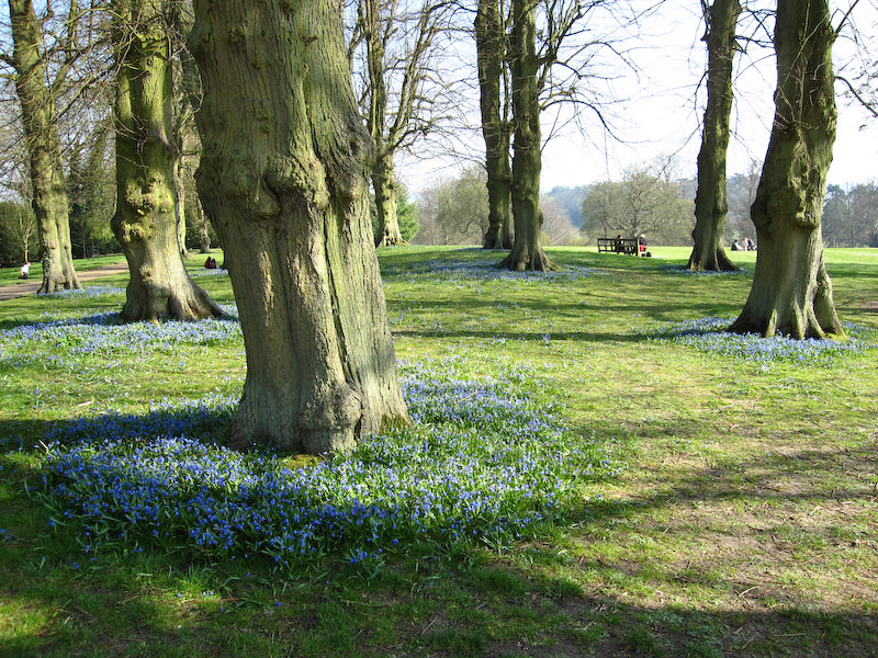 spring flowers