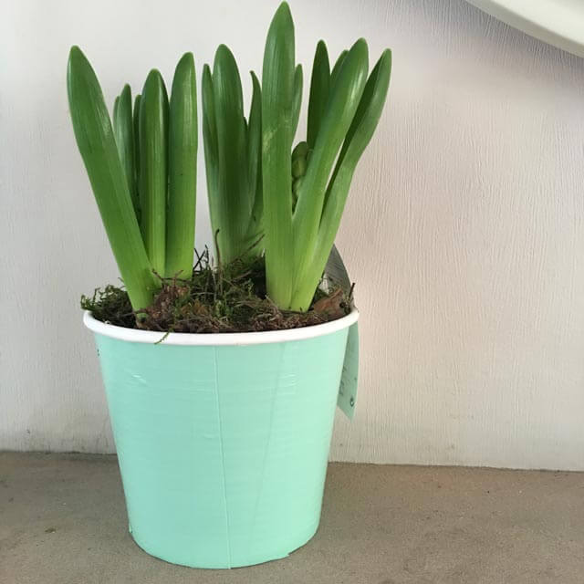 Duck Tape covered plant pot